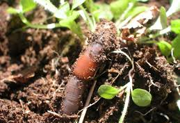 African Nightcrawler 