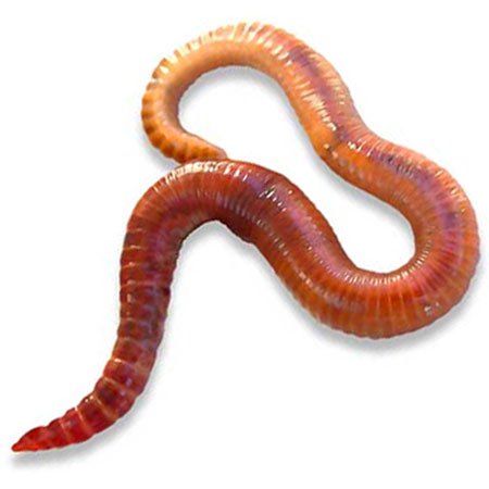 red wigglers