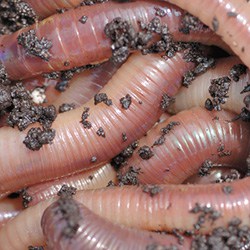 We use African nightcrawlers 