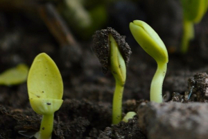 Plants love good soil