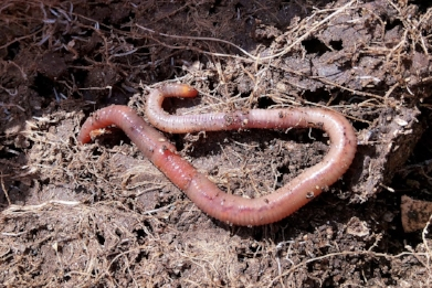 Red Wigglers