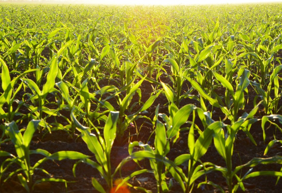 Crops with worm castings