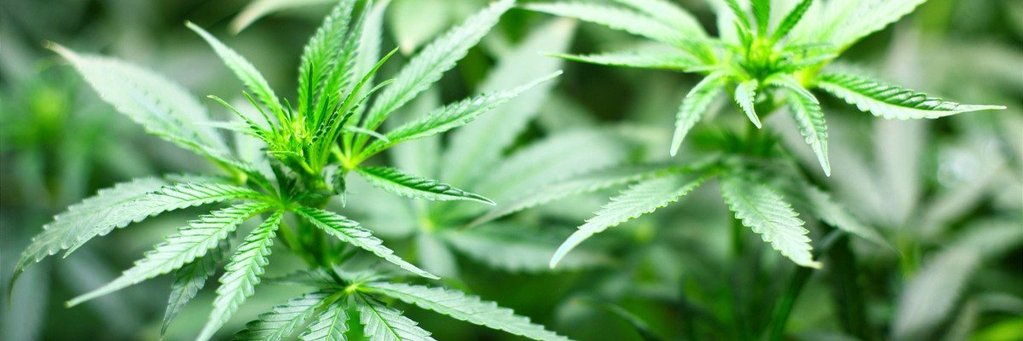 4 Things To Know Before Choosing Your Marijuana Fertilizer