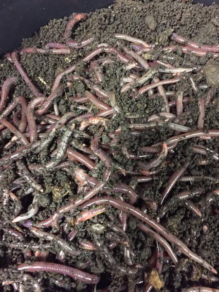 Worms - 5lb - African Nightcrawlers - simplegrowsoil