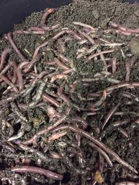 Worms -1lb - African Nightcrawlers - simplegrowsoil